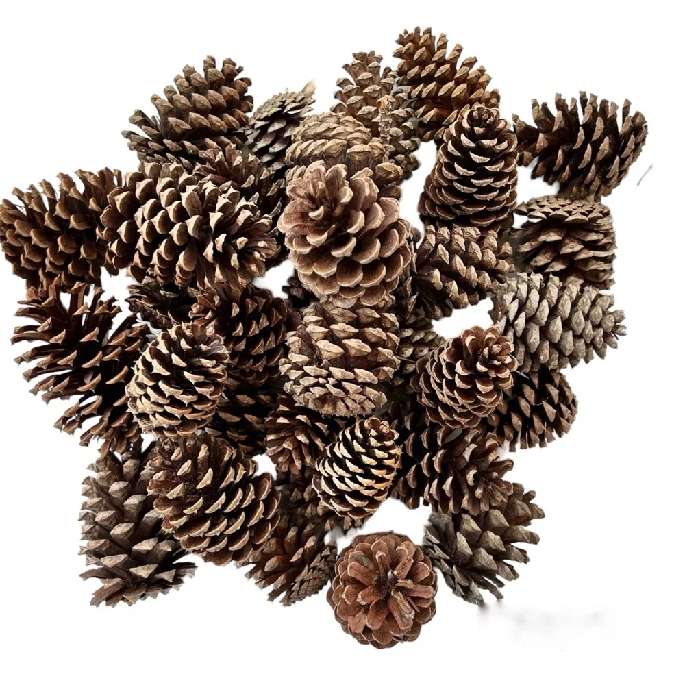 Organic Pine Cones Craft Supply Fall Decor Firestarters Hand Picked Lot 25